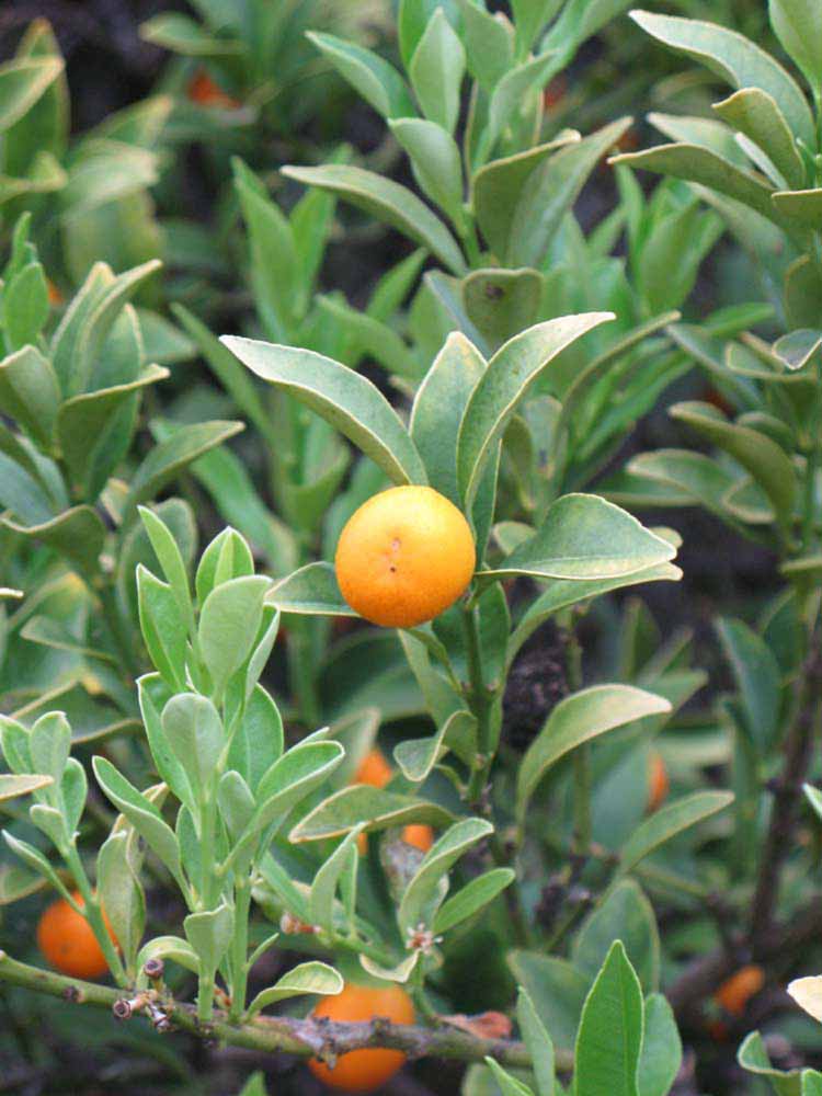              Sun leaves (Riverside, CA)       